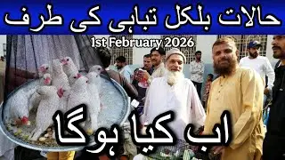 Lalukhet birds market part 2 1 February 2026 | Cheapest price birds market in Karachi Pakistan