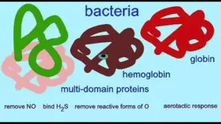 GENOME: GLOBINS IN BACTERIA