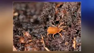Opiliones