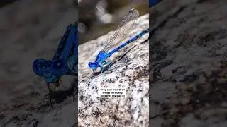 Meet the damselfly&hellip; a friend to every gardener.