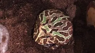 PACMAN FROG SHEDDING SKIN