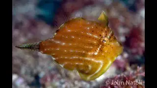 Southern Pygmy Leatherjacket - Brachaluteres jacksonianus