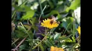Oh GEEZ Bee will eat my flower
