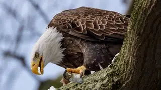 Bald eagles at Conowingo Dam !! 
