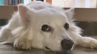 Funny dog mind voice 😂🤣#funny #dog #viralvideo #viralshorts #entertainment #funnyvideo #doglove