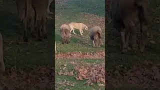 Man's sheep and dog