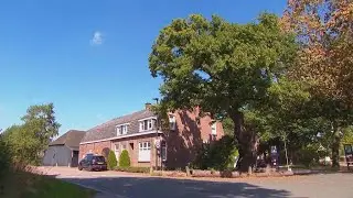 Dit heeft de oudste boom van ons land in 750 jaar allemaal meegemaakt
