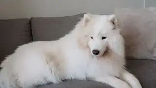 Dog Reacts to Animal Sounds - Samoyed Goes Crazy!