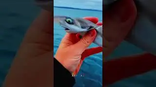 akula✌️🦈