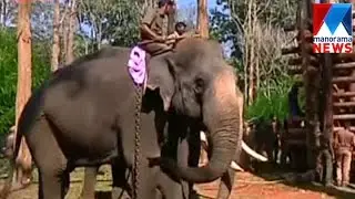 Wild elephant caught at Wayanad | Manorama News