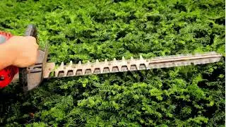Professional Tree Trimming Denver | Expert Tree Services | Tree Service Denver