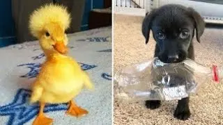 Funniest Animals 2026 😂 Best Funny Cats and Dogs 😻🐶 Part 1 Cute Baby Dogs