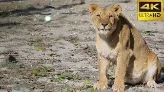LION | 4k Full Hd | No Copyright Video Royalty Free Videos no copyright #ncv  #youtube