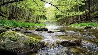 Nature Sounds, Calm Forest Stream and Birdsong for Sleep, Focus, and Relaxation