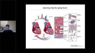 Reverse cardiovascular aging by the use longevity proteins - Lecture by Paolo Madeddu, MD