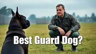 Cane Corso: The Ultimate Guard Dog (Is It Worth The Hype?)