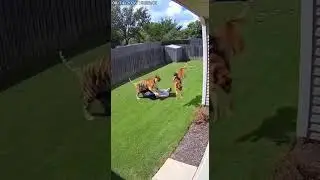 Tiger Attacks Man&hellip; Then a Monkey Riding a Dog Changes Everything #animal #wildliferescue