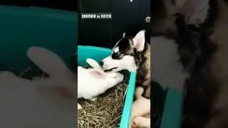 #husky #rabbit #love #brotherhood #reels #dog #shorts #bunny #siberian #mishika