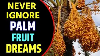 Palm Fruit in Dream Meaning | Dreaming of Palm Fruits | Palm Fruits Dream Interpretation