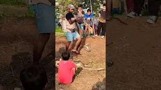 Pawang ular #shorts #pawangular