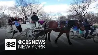 Carriage horse owners are not happy with NYC-approved veterinarian