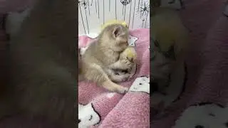 Cute moment kitten and chick #shorts  #viral #cats  #chicks