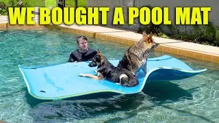 Dogs Playing on Pool Mat: A Dogs Life Video