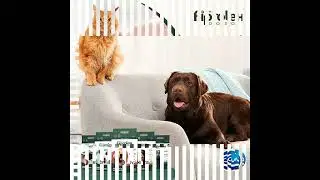 Fiprolex Gato e Cachorro