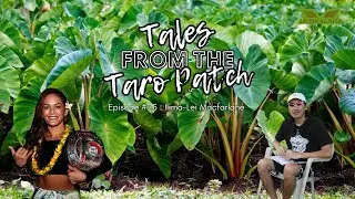 Fighting For More Than Oneself | Womens MMA | Tales From The Taro Patch #25 - Ilima-Lei Macfarlane