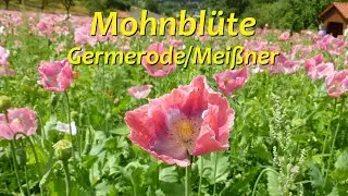 Mohnbl&uuml;te - Germerode/Mei&szlig;ner
