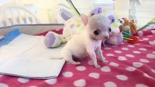 Rescue So Small Puppy Who's Super Cute And So Mighty