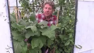 GROWING AUBERGINES (Eggplant) - UPDATE