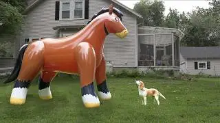 Dog Rides Giant Horse!