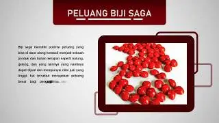Perancangan Perhiasan Dengan Memanfaatkan Biji Saga Sebagai Material Perhiasan untuk Wanita Feminim