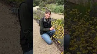 Easy Border Plant! 🌿