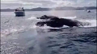 Humpback Whale Encounter on a Private Boat Tour | Papagayo Gulf, Costa Rica