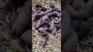 Peach gunny worms! #rodentsofinstagram #texomaexotics #youtubeshorts #rats #cleaning #payholly
