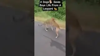 A dog saves a boy's life from a leopard #travel #jungle #dog #leopard #wildlife #shorts #shortvideo