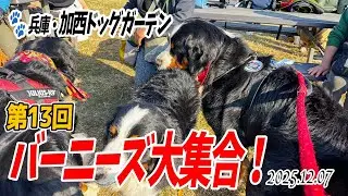 【お散歩日記】第13回バーニーズ大集合！in加西ドッグガーデン／大型犬散歩