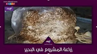 فلوس من الهواء  زراعة المشروم البلدي في البحيرة