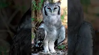 Dramatic Milky Eagle Owl