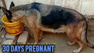 Dog Pregnancy symptoms|30 days pregnant|pregnant#dog #pregnancy