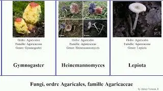 Fungi, ordre Agaricales, famille Agaricaceae leucoagaricus lepiota des fungus bois auguste aspera