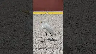 The Great White Egret