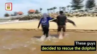 UMT students rescue dolphin beached at Kuala Nerus beach