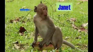 Janet Monkey Amber,How To See Janet playing Coconut Shell Close The road  in the evening