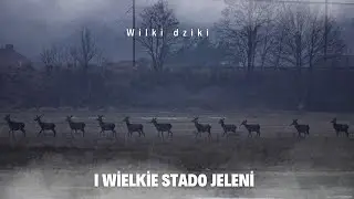 Wilki, dziki i wielkie stado jeleni. 14 kilometrów w cudownych okolicznościach przyrody. #wilk