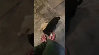 😍😍😍🐕🐕 #viral