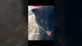 Funny cat #catjokes #catfunnyvideo #cat