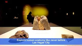 1Minute Wander | Las Vegas | Bodies Museum | Anatomy explore!